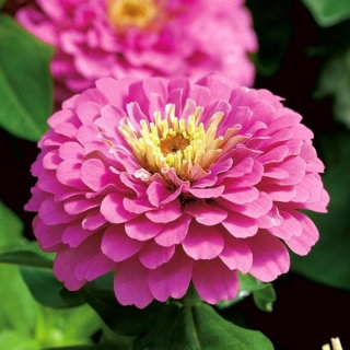 Cynia wytworna karłowa Liliputek - różowa