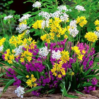 Czosnek mieszanka - Allium mix - 20 szt.