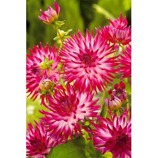 Dalia - Dutch Explosion