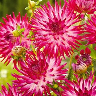 Dalia - Dutch Explosion