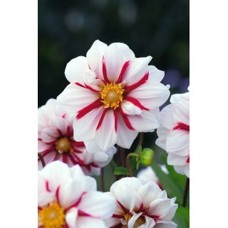 Dalia - Fire and Ice