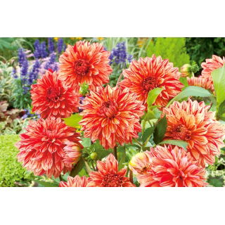 Dalia - Pippi