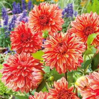 Dalia - Pippi