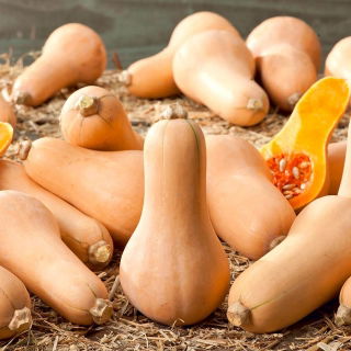 Dynia piżmowa Waltham Butternut