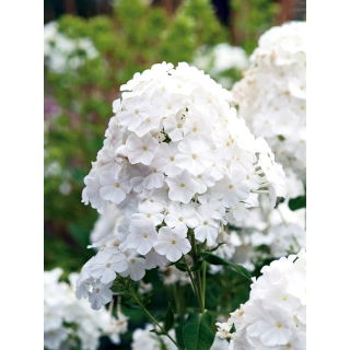 Floks (Phlox) - Płomyk wiechowaty - biały - 1 szt.