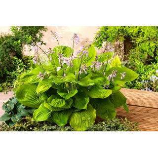 Funkia - Hosta Sum and Substance