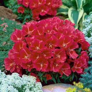 Godecja wielkokwiatowa Brillant