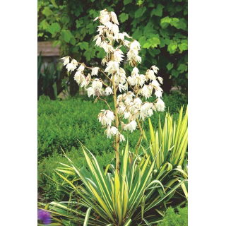 Juka karolińska - Yucca Golden Sword - 1 szt.