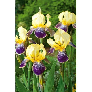 Kosaciec, Irys - Purple and Yellow