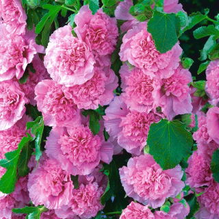 Malwa różowa - Pink - 1 szt.