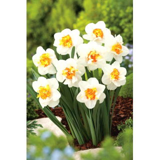 Narcyz pełny Flower Drift  opak. 5 szt.