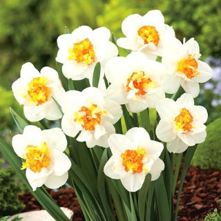 Narcyz pełny Flower Drift  opak. 5 szt.