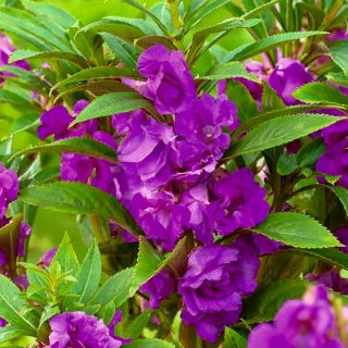 Niecierpek Balsamina Sandra