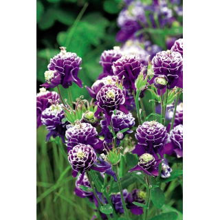Orlik pełny - Double Dark Blue & White - 1 szt.