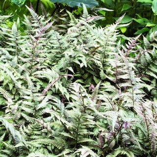 Paproć ogrodowa - Pictum - sadzonka