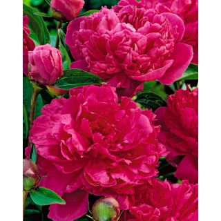 Piwonia, Paeonia - Felix Crouse - sadzonka