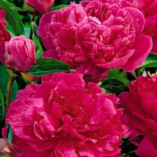 Piwonia, Paeonia - Felix Crouse - sadzonka