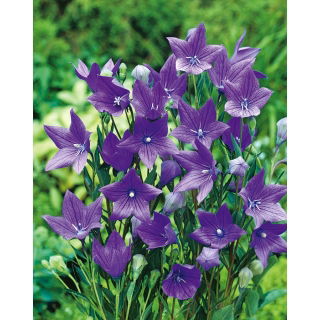 Platykodon, Rozwar wielkokwiatowy - Fuji Blue