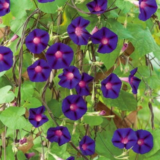 Wilec pnący purpurowy - Grandpa Ott's