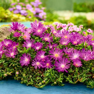 Słonecznica, Delosperma szerokolistna - różowa