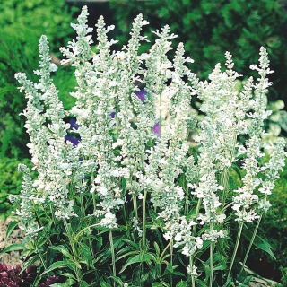 Szałwia omączona White Bedder - biała