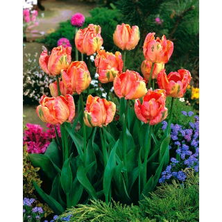 Tulipan Salmon Parrot - 5 szt.