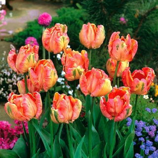 Tulipan Salmon Parrot - 5 szt.
