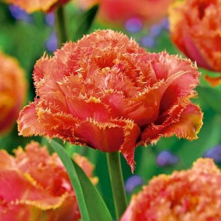 Tulipan strzępiasty - Sensual Touch - 5 szt.