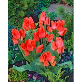 Tulipan Toronto - opak. 5 szt.