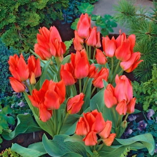 Tulipan Toronto - opak. 5 szt.