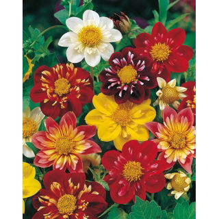 Dalia zmienna kołnierzykowa Collarette Dandy - mieszanka