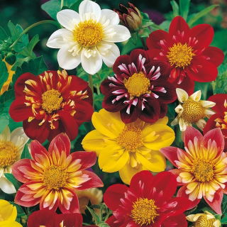 Dalia zmienna kołnierzykowa Collarette Dandy - mieszanka