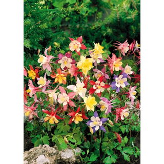 Orlik niski - mieszanka kolorów