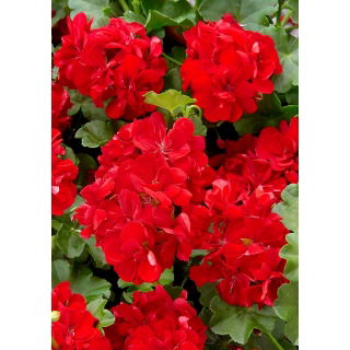 Pelargonia czerwona