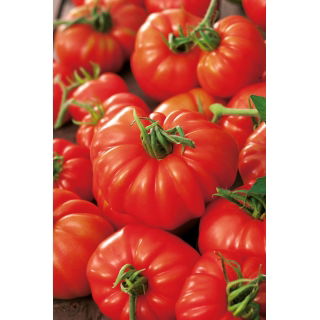 Pomidor Marmande - słodki i mięsisty