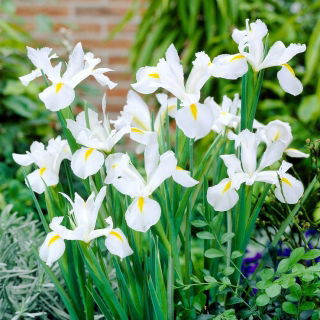 Irys holenderski - White Excelsior - 10 szt.