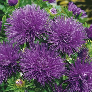 Aster igiełkowy - fioletowy