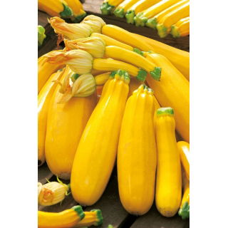 Cukinia Goldena