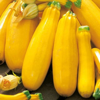 Cukinia Goldena