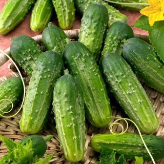 Ogórek Anulka - gruntowy, korniszon - NASIONA OTOCZKOWANE