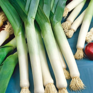 Por Golem - odporny na chłody, wyrazisty smak i aromat