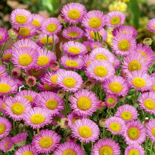 Przymiotno okazałe, Erigeron - różowe
