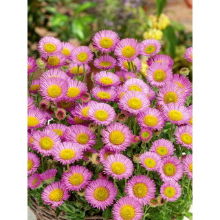 Przymiotno okazałe, Erigeron - różowe