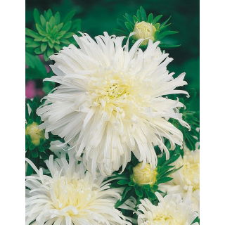 Aster chryzantemowy - biały