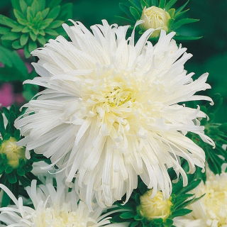 Aster chryzantemowy - biały