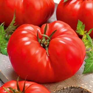 Pomidor Gigant