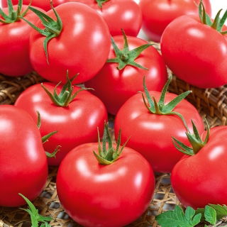 Pomidor VP1 F1 Pink King - szklarniowy, malinowy