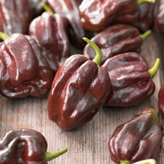 Papryka Habanero Chocolate - ostra, ciemnobrązowa