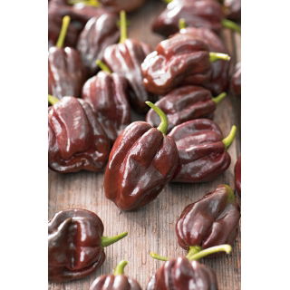 Papryka Habanero Chocolate - ostra, ciemnobrązowa