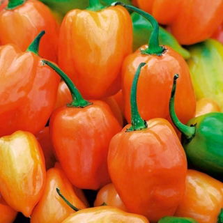 Papryka Habanero Orange - ostra, pomarańczowa